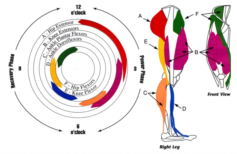 muscles du pedalage